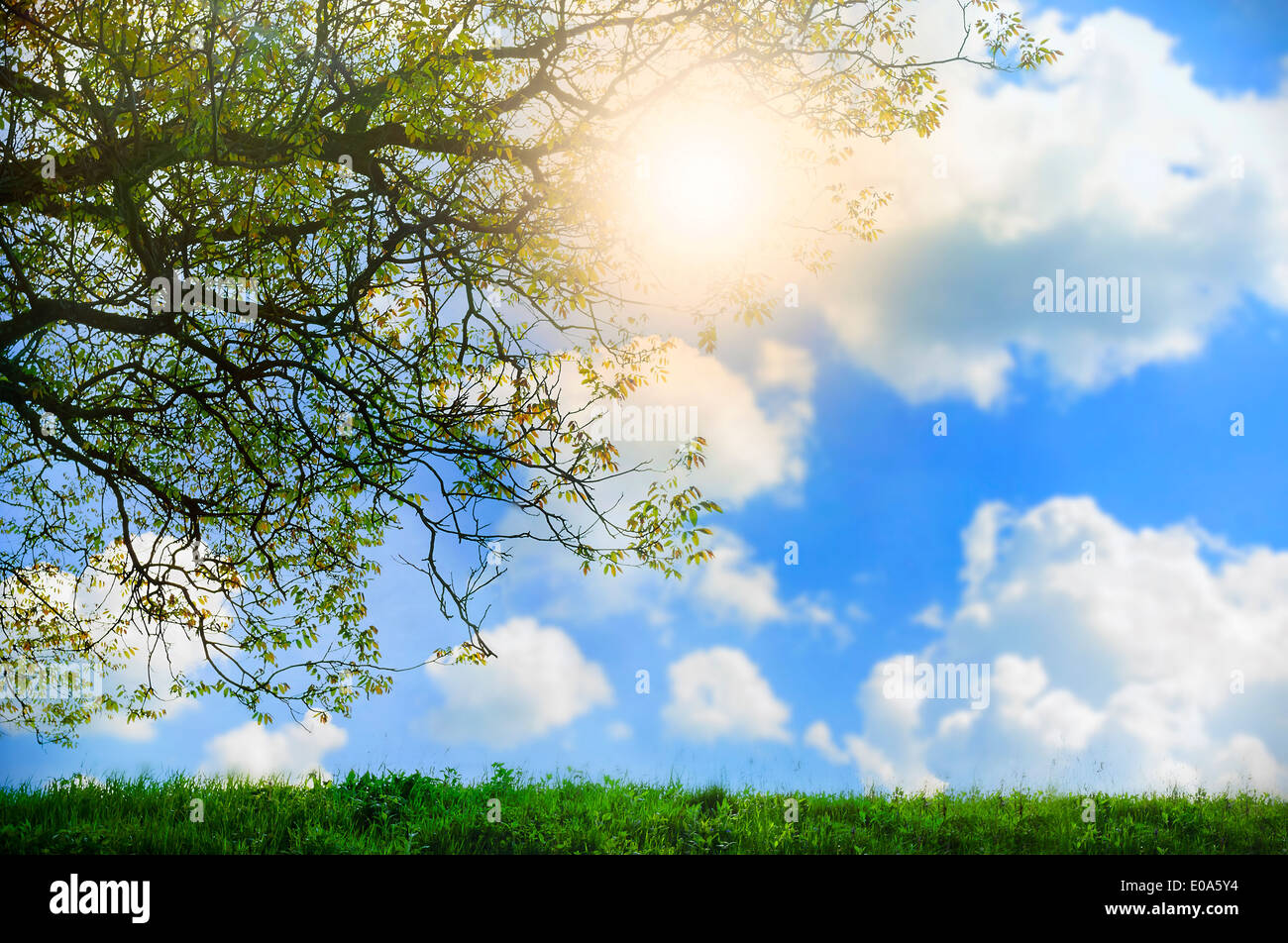 Bellissimo prato verde sotto il cielo blu con Sun e albero Foto Stock