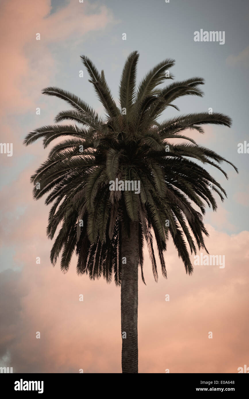 Palm tree contro sky Foto Stock
