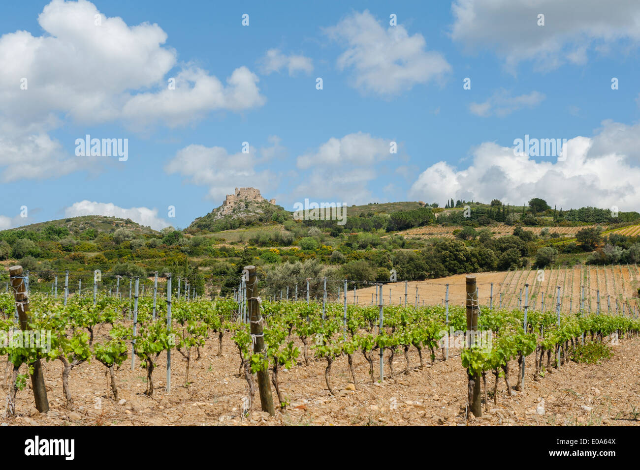 A Tuchan, le rovine del castello medievale Aguilhar dominano le vecchie vigne; Aude, Languedoc-Roussillon, Francia Foto Stock