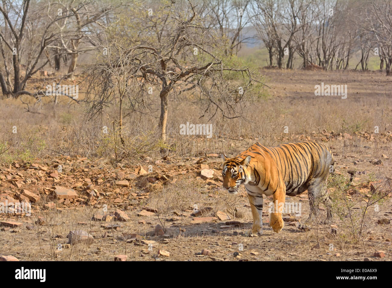 Tigre in secco habitat decidui di Ranthanbhore riserva della tigre Foto Stock