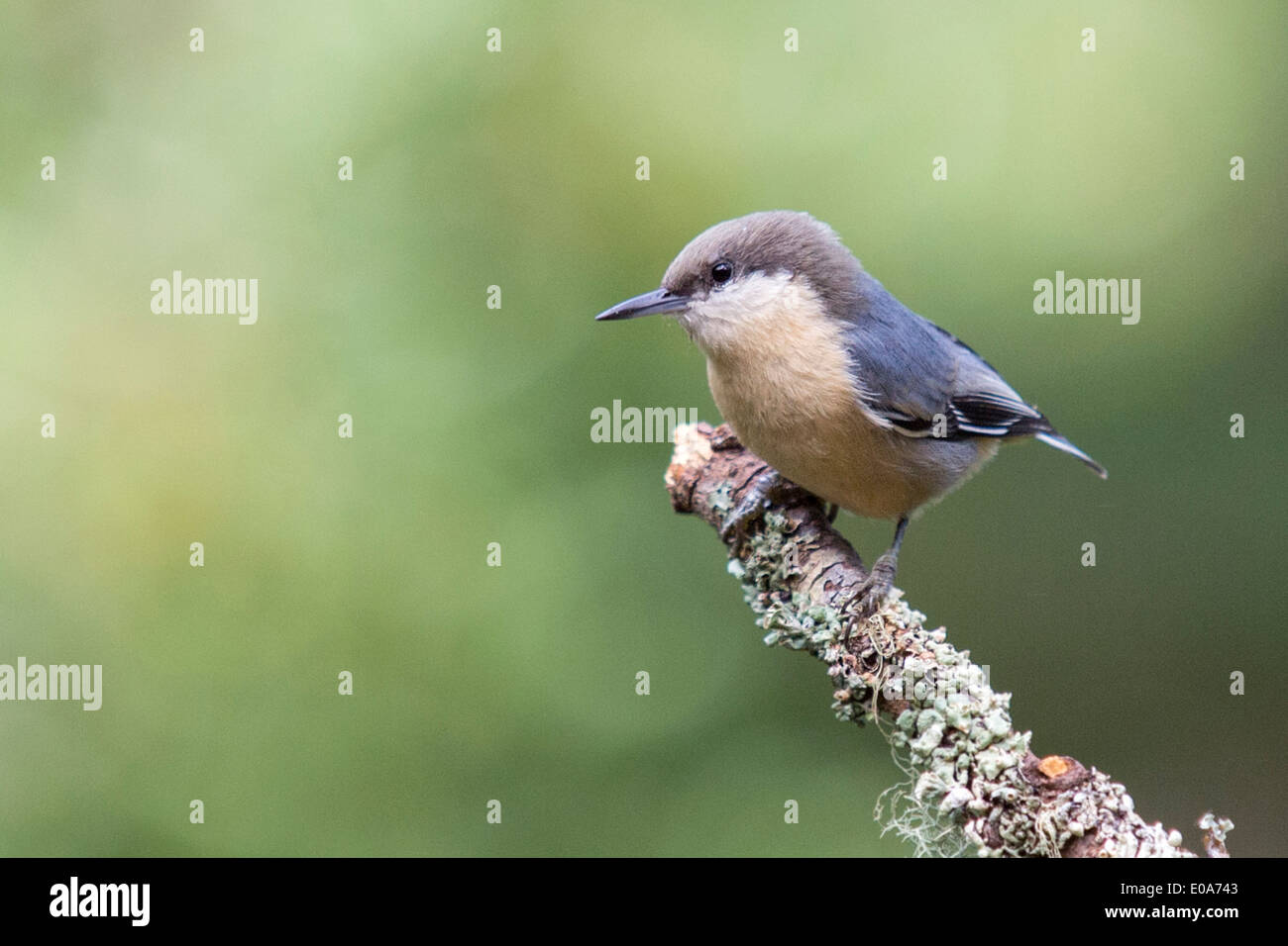 Pigmeo di picchio muratore, Sitta pygmaea, Foresta Poggi, CALIFORNIA, STATI UNITI D'AMERICA Foto Stock
