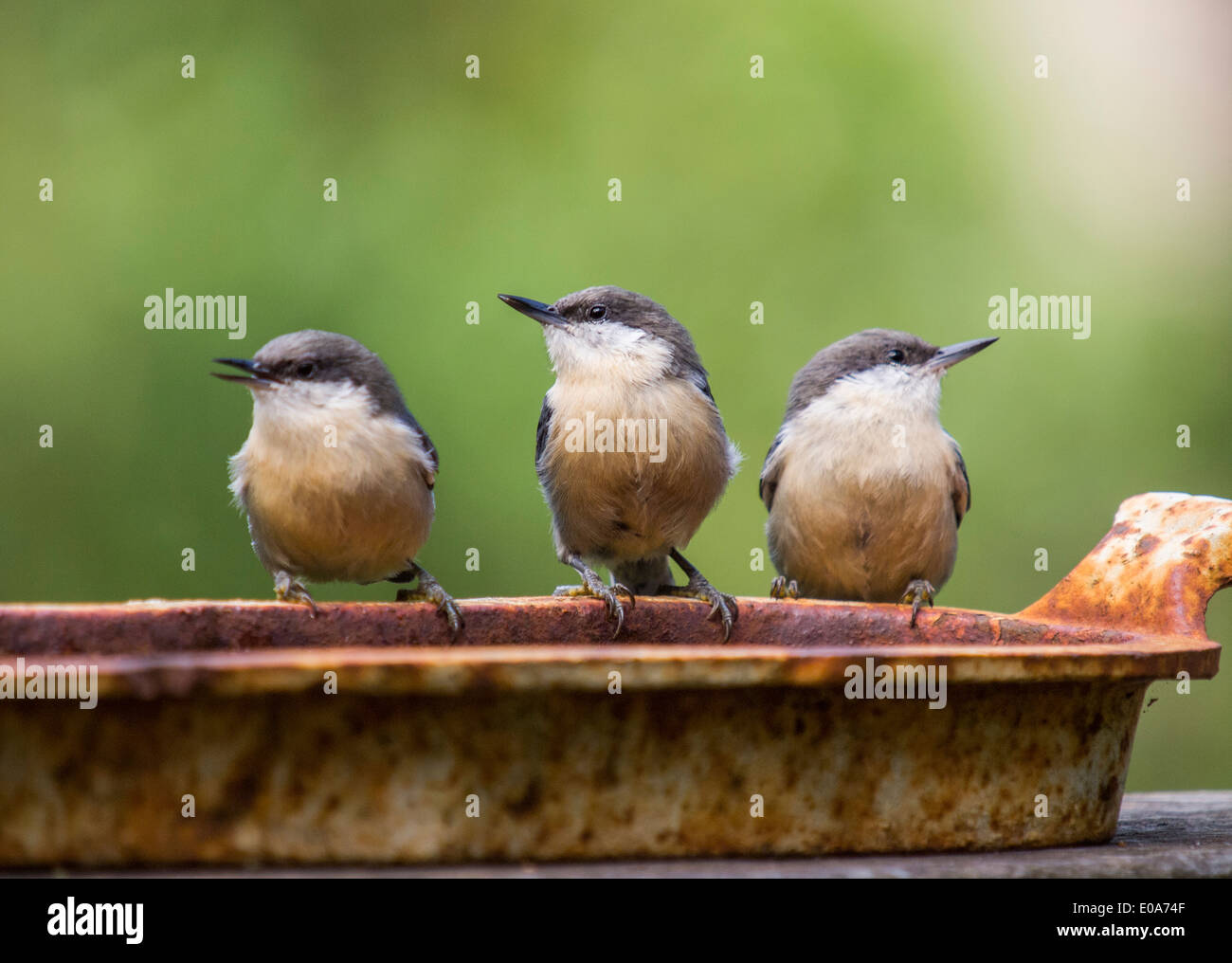 Tre Nuthatches pigmeo, Sitta pygmaea, Foresta Poggi, CALIFORNIA, STATI UNITI D'AMERICA Foto Stock