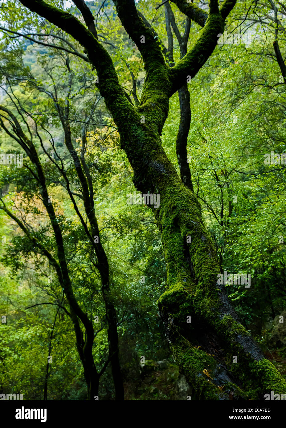 Tronchi di alberi con moss nel profondo della foresta vicino a Arcadia in Grecia Foto Stock