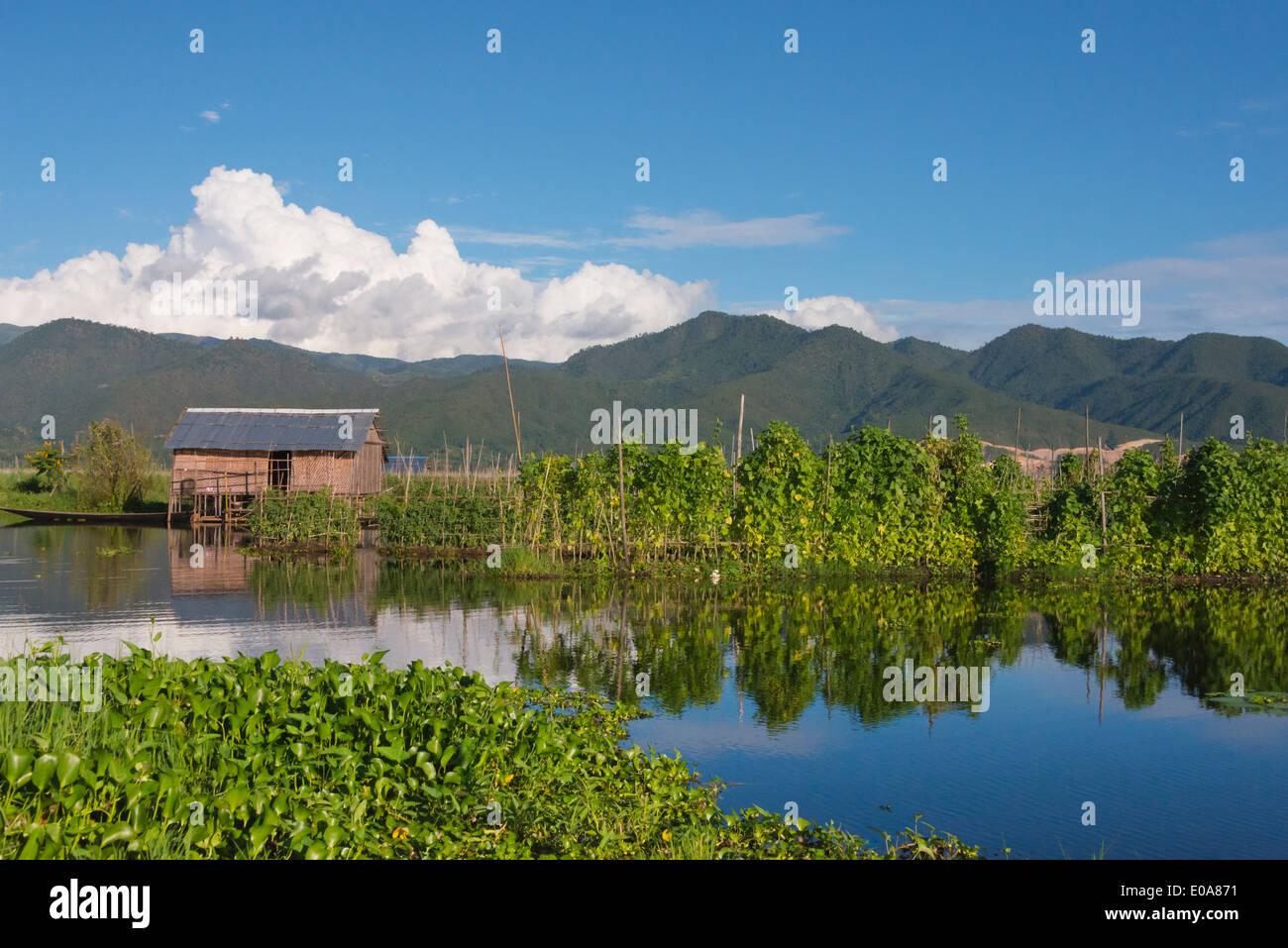 Fattoria di flottante, Lago Inle, Stato Shan, Myanmar Foto Stock