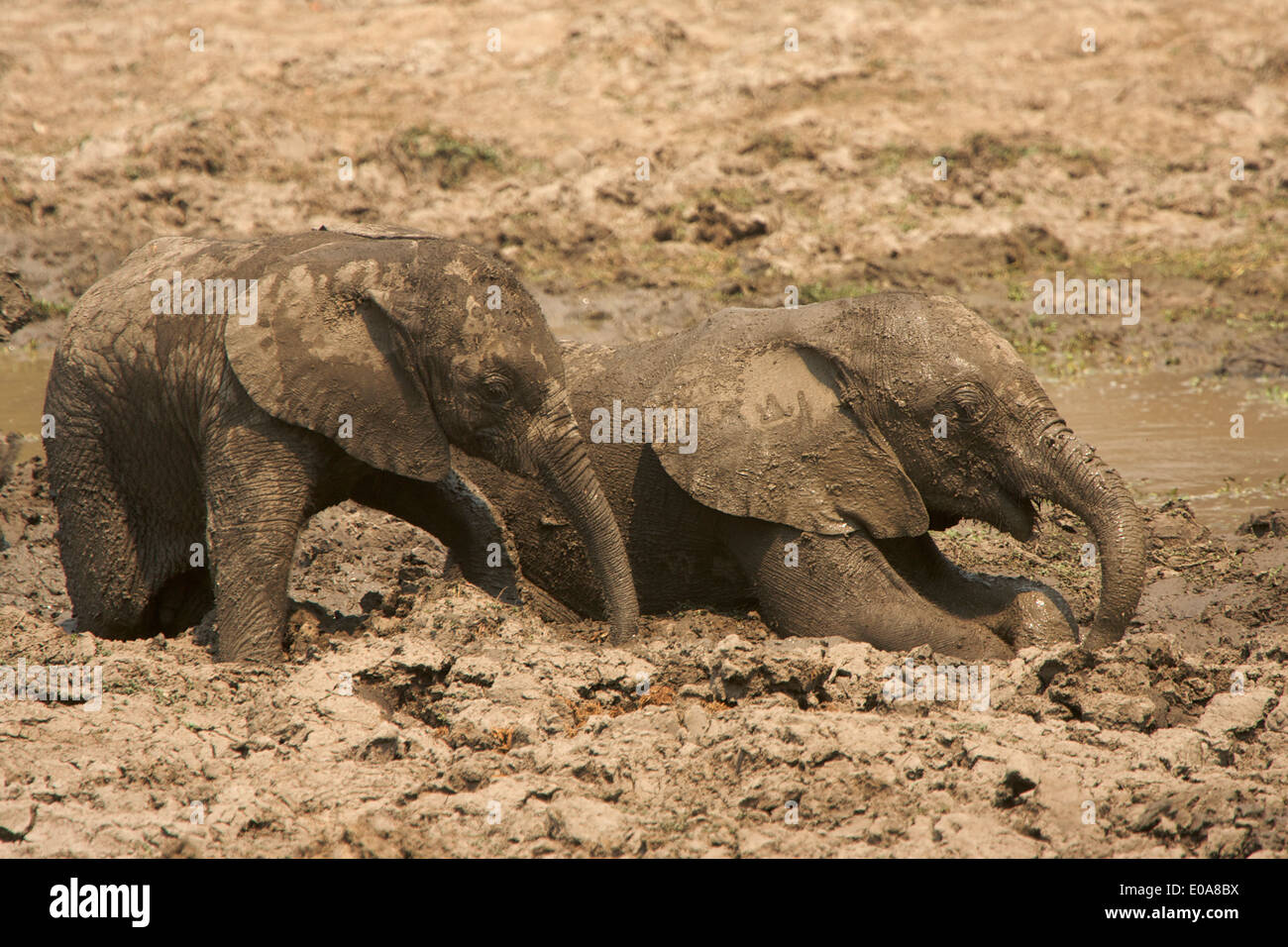 Baby elefanti - Loxodonta africana - di avere un bagno di fango, Parco Nazionale di Mana Pools, Zimbabwe Foto Stock
