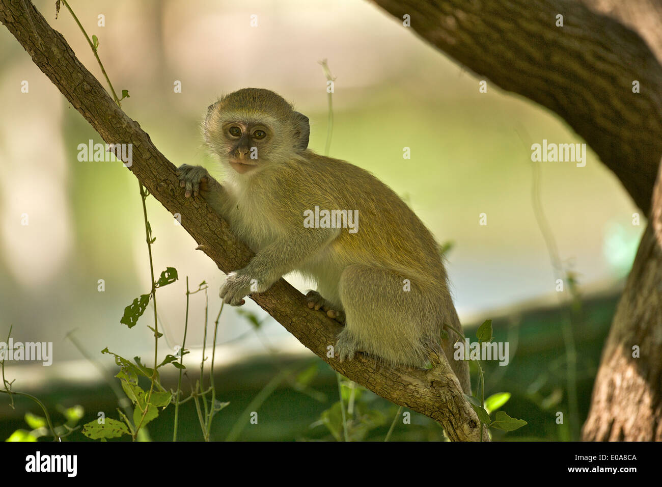 I capretti Vervet monkey - Cercopithicus aethiops, Simonga Livingstone, Zambia Foto Stock