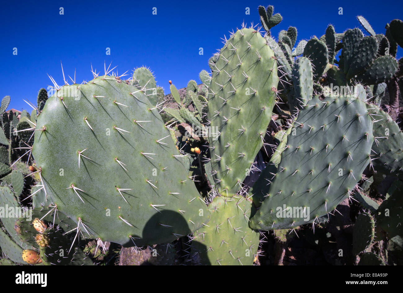 Close up di un fico d'india, cactus Opuntia ficus-indica, mostrando il suo pad e spine. Foto Stock