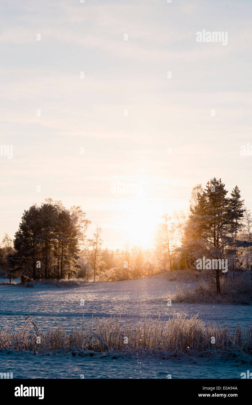 Coperta di neve campo e alberi Foto Stock