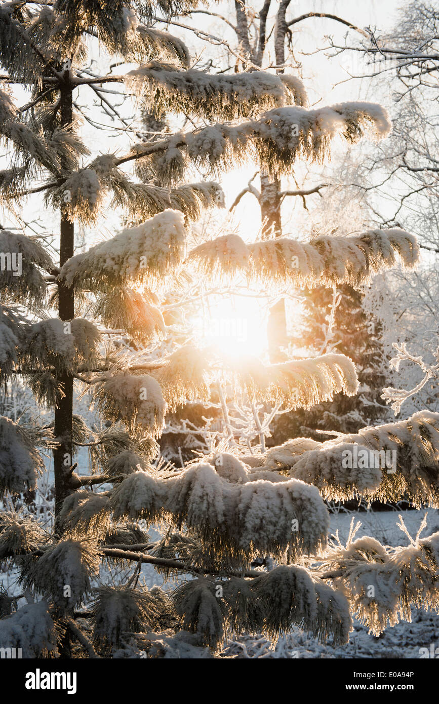 Sole che splende attraverso la coperta di neve alberi Foto Stock