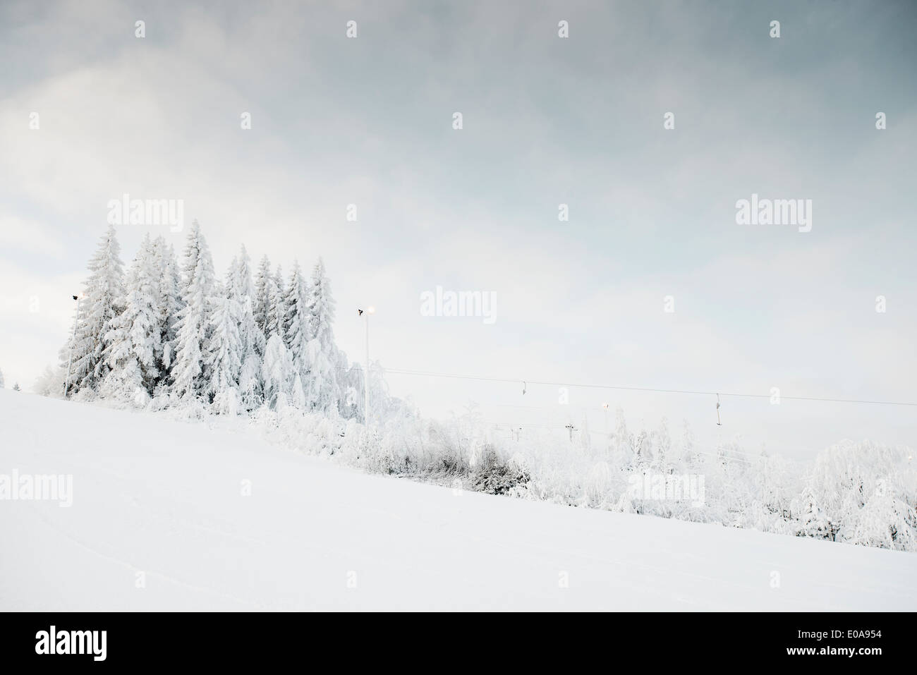 Coperta di neve alberi Foto Stock