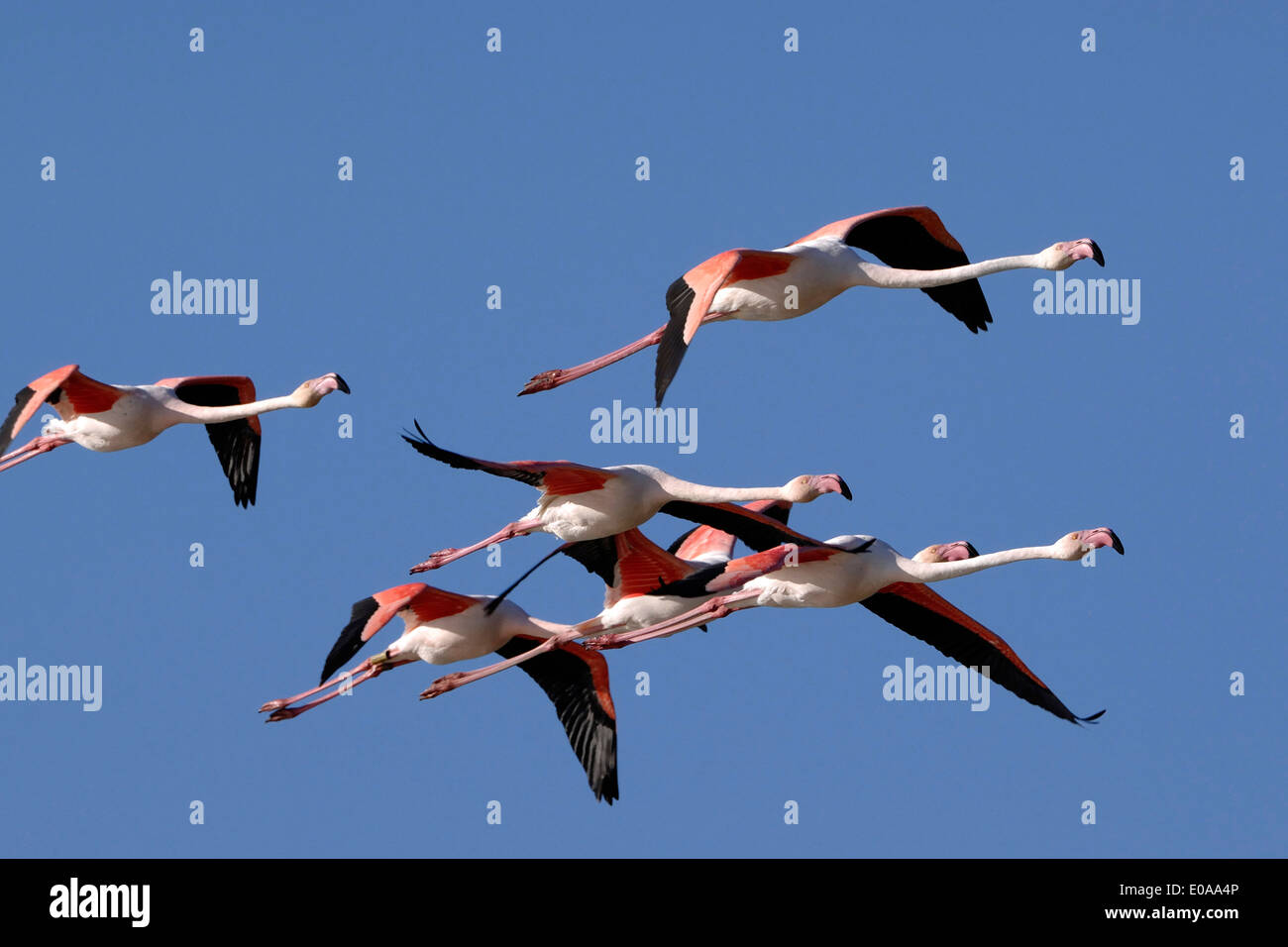 Maggiore fenicotteri (Phoenicopterus ruber) a volare nel cielo blu, Camargue, Foto Stock
