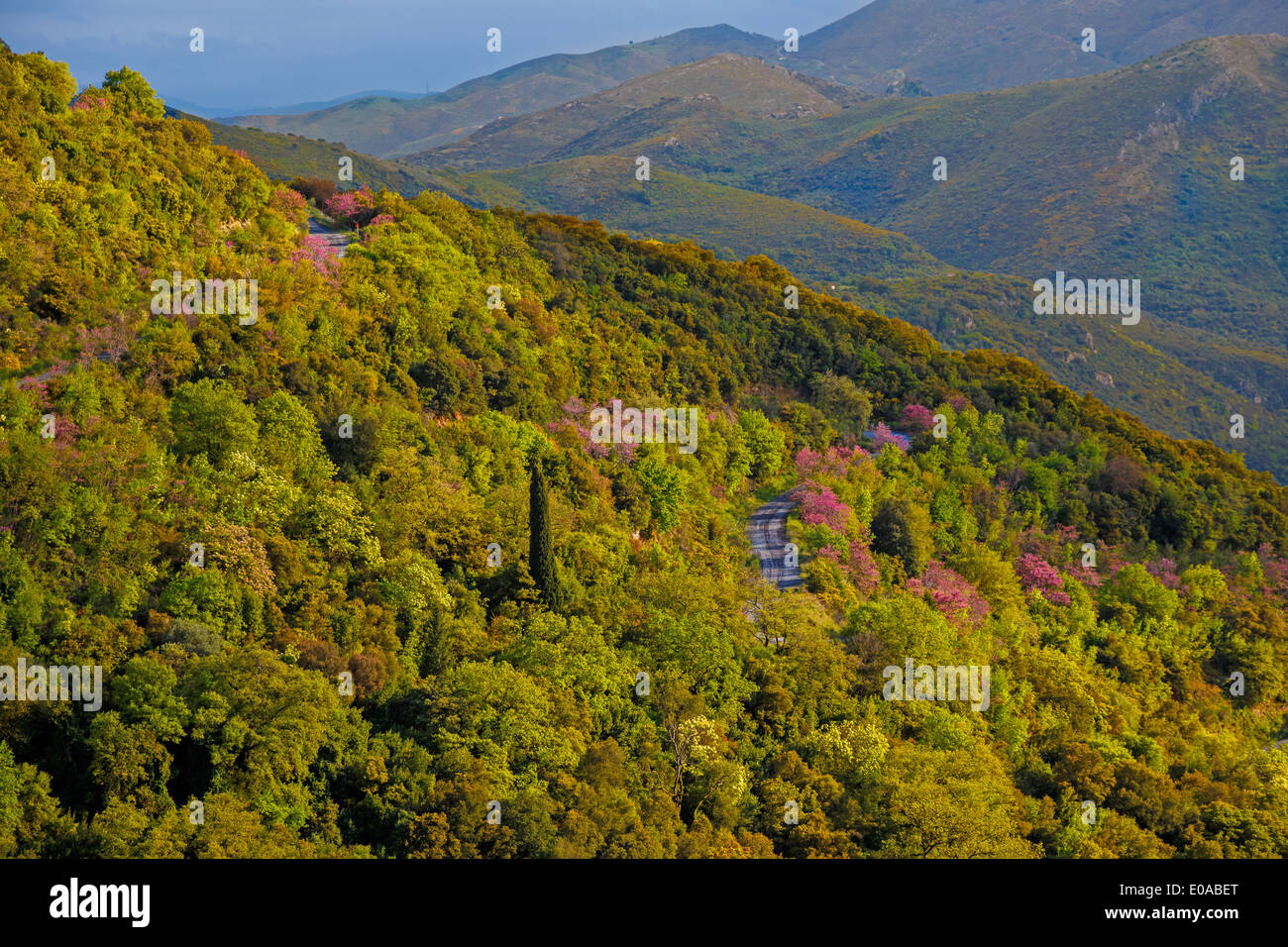 Foresta naturale nel pomeriggio vicino a Lucius fiume in Grecia Foto Stock