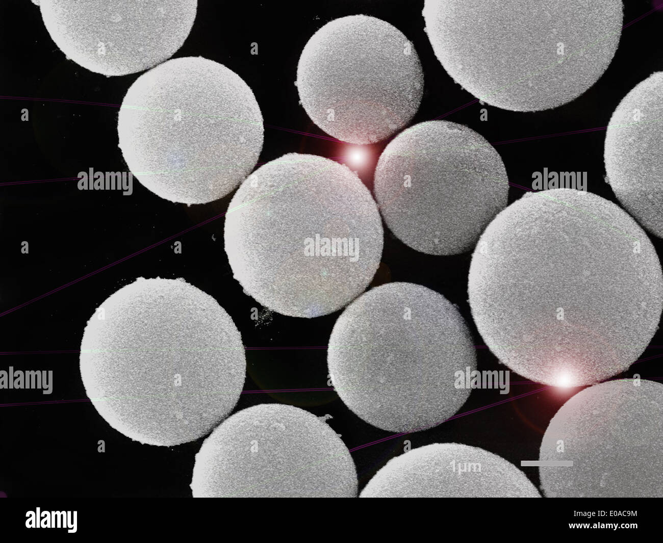 Immagine SEM di SiO2 di biossido di silicio sfere vuote, rivestito con oro e di imaging in un microscopio elettronico a scansione Foto Stock