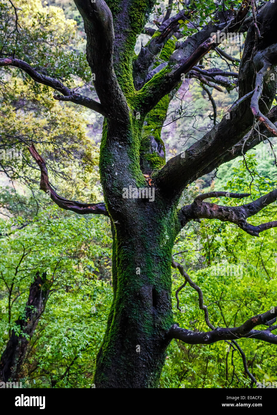 Tronchi di alberi con moss nel profondo della foresta vicino a Arcadia in Grecia Foto Stock