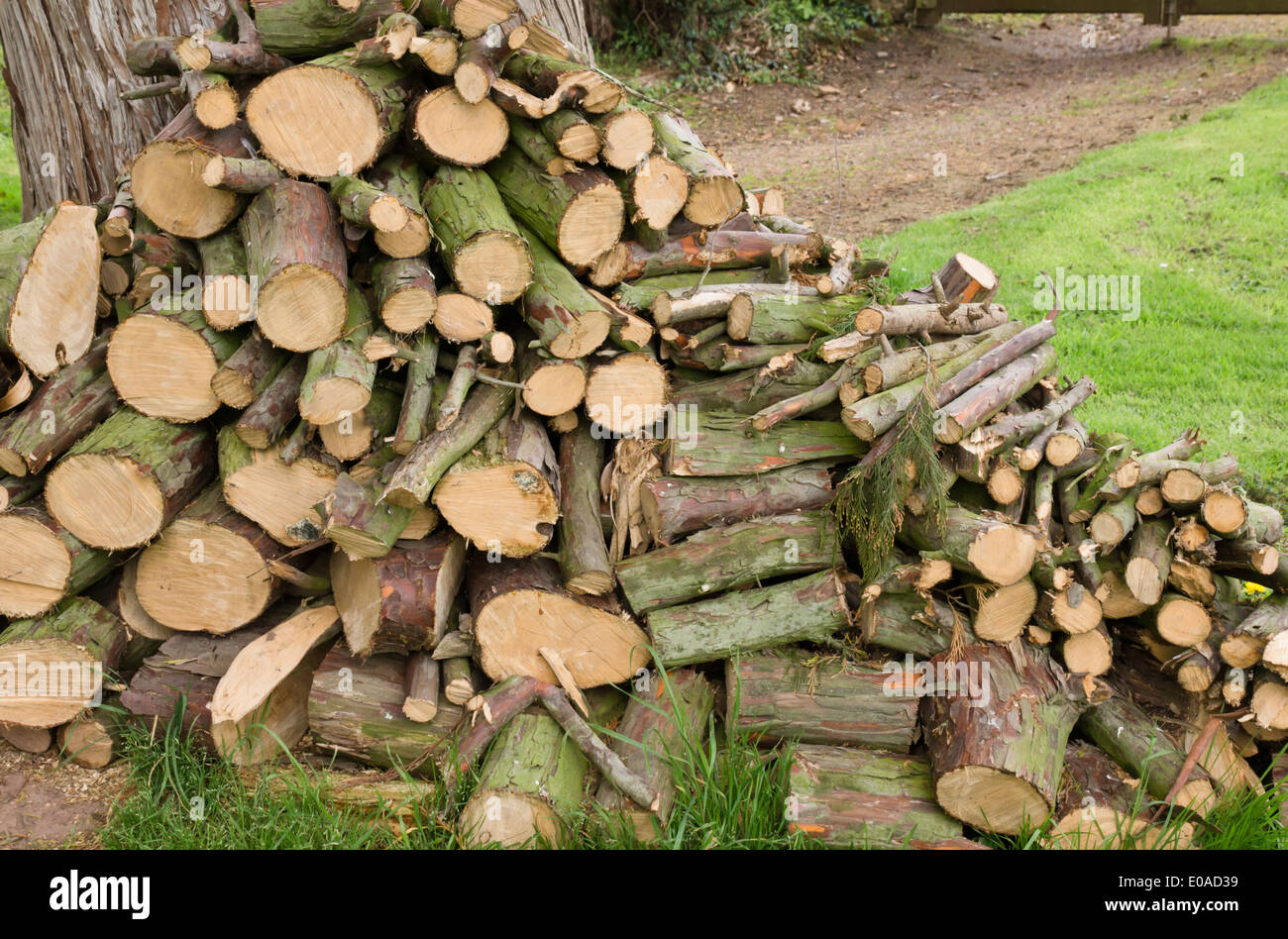 Palo di legno, legno o i registri per il fuoco o la stufa Foto Stock