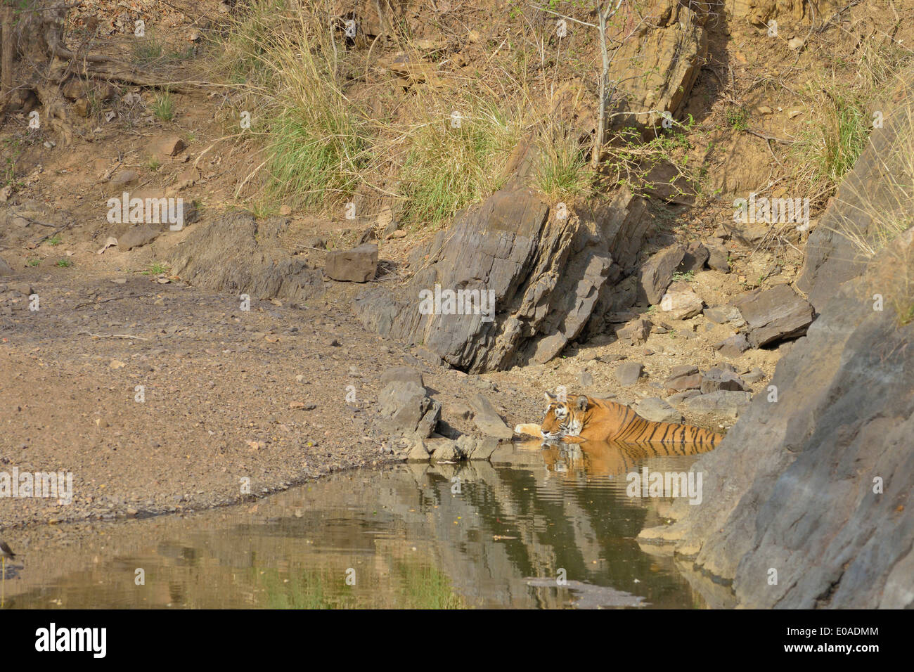 Tiger il raffreddamento in un foro di acqua in Ranthambhore national park, India Foto Stock