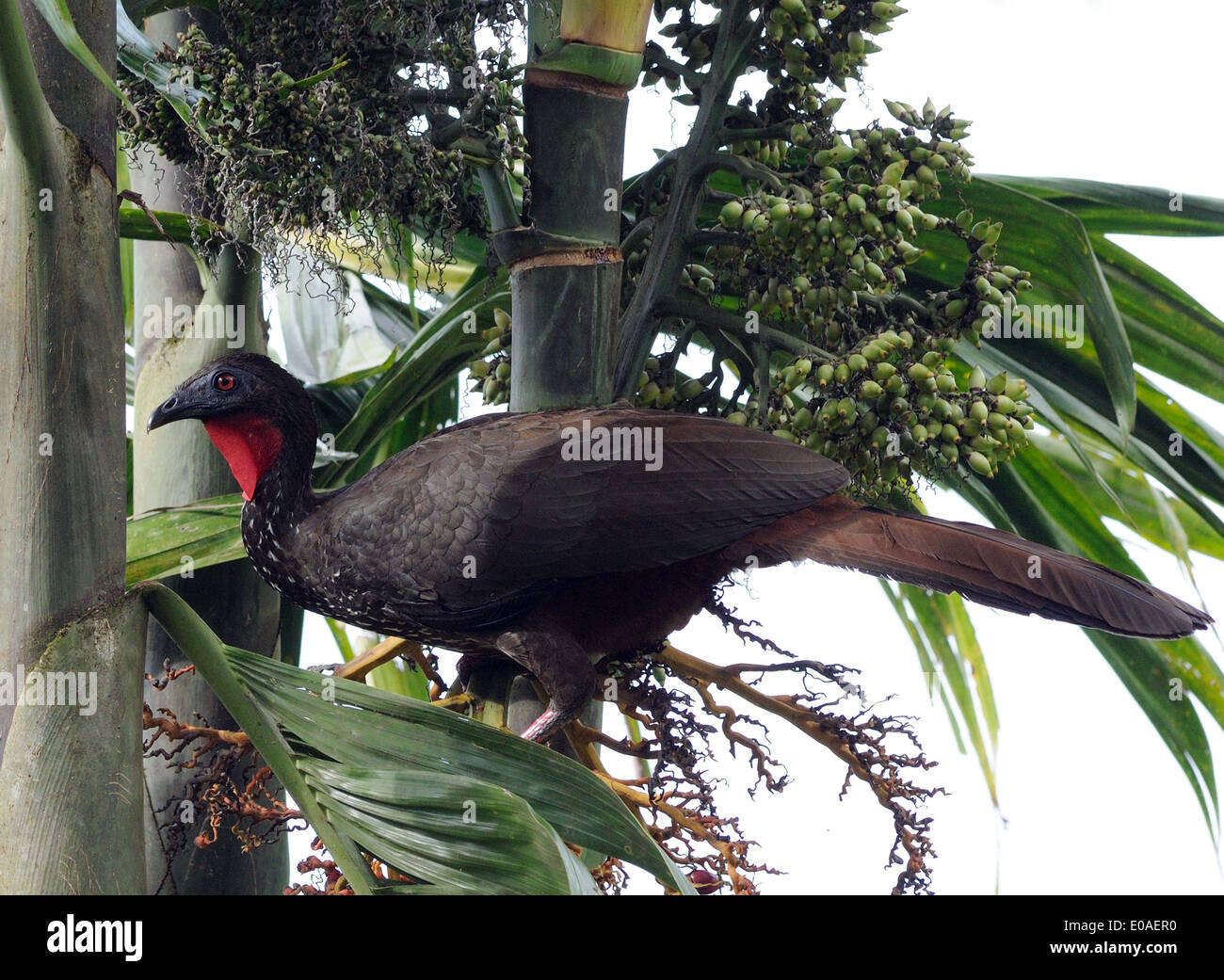 Un Crested Guan (Penelope purpurascens) foraggio per il cibo. Oro penisola. Drake Bay, il Parco Nazionale di Corcovado, Golfito, Costa Rica Foto Stock