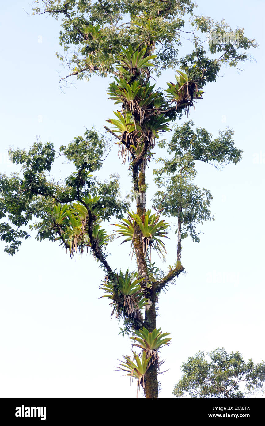 Gli epifiti, felci, orchidee e bromeliacee crescono su un albero sul bordo th del tropicale rainvforest sulla penisola di Osa. Drake Bay, Foto Stock