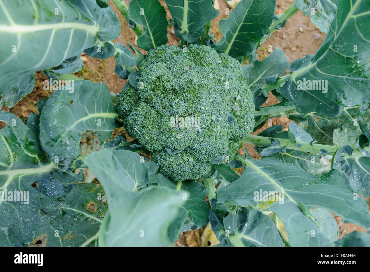 Fattoria di broccoli freschi, nel campo pronto per la mietitura. Foto Stock