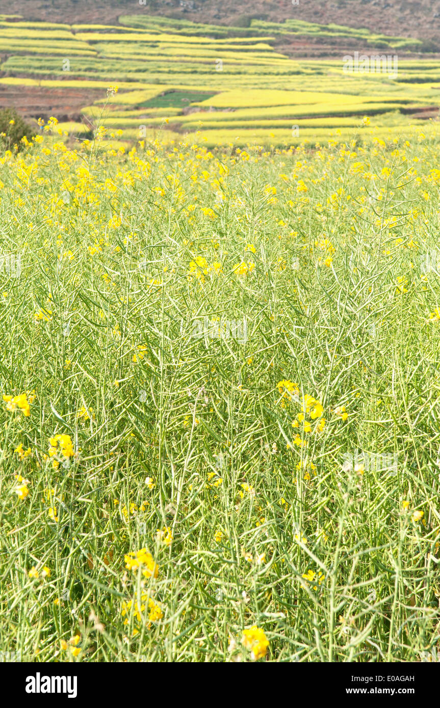 Olio di colza i campi gialli, area luoping, Yunnan, Cina Foto Stock