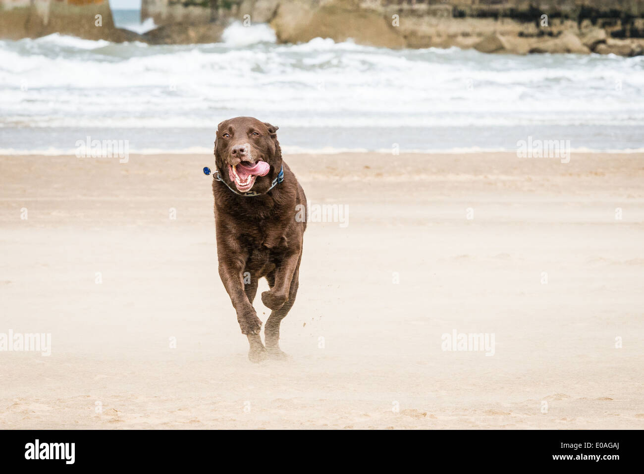 Il cioccolato Labrador in esecuzione in tutta la spiaggia con la sua lingua fuori a Whitby, North Yorkshire. Foto Stock