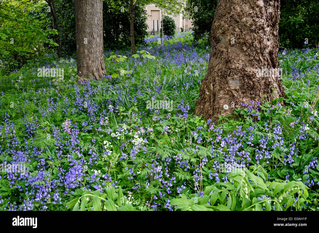 Un piuttosto incolto giardino pieno di bluebells in un angolo di Ann Street di Edimburgo, Scozia, Regno Unito. Foto Stock
