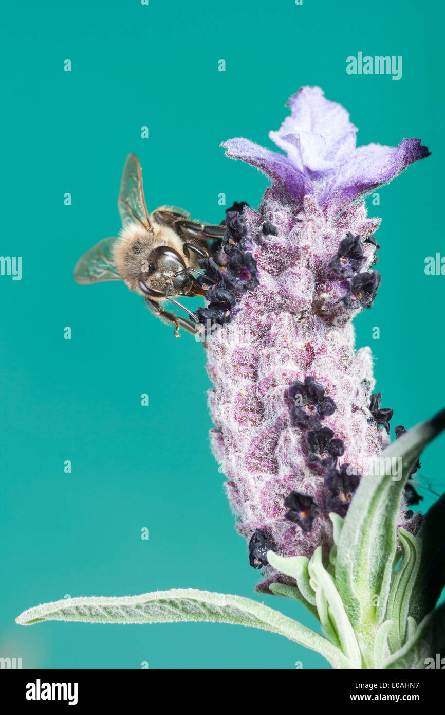 Bee aspirare lavanda Foto Stock