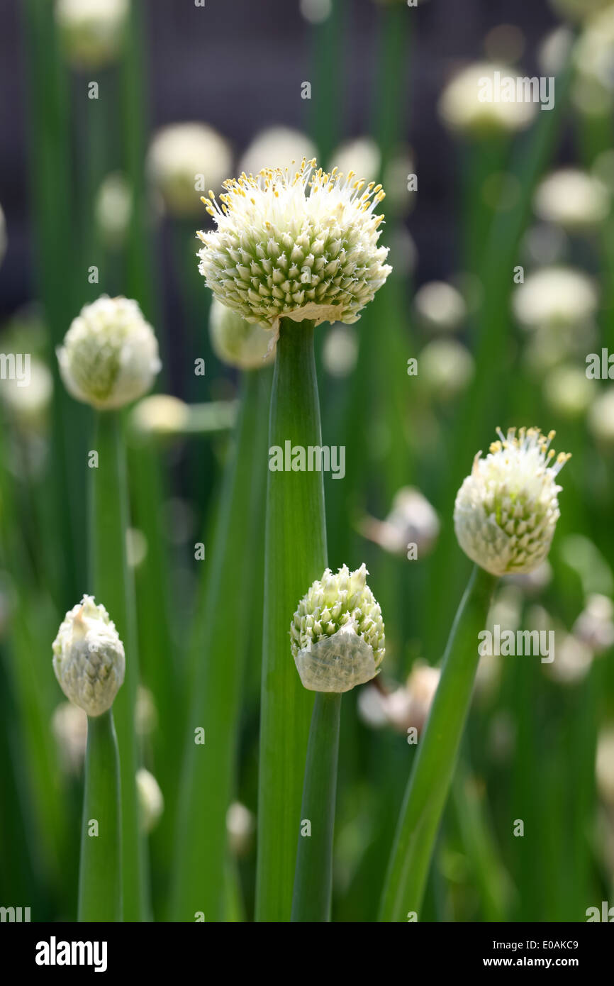 Onion Head fioritura nel campo Foto Stock