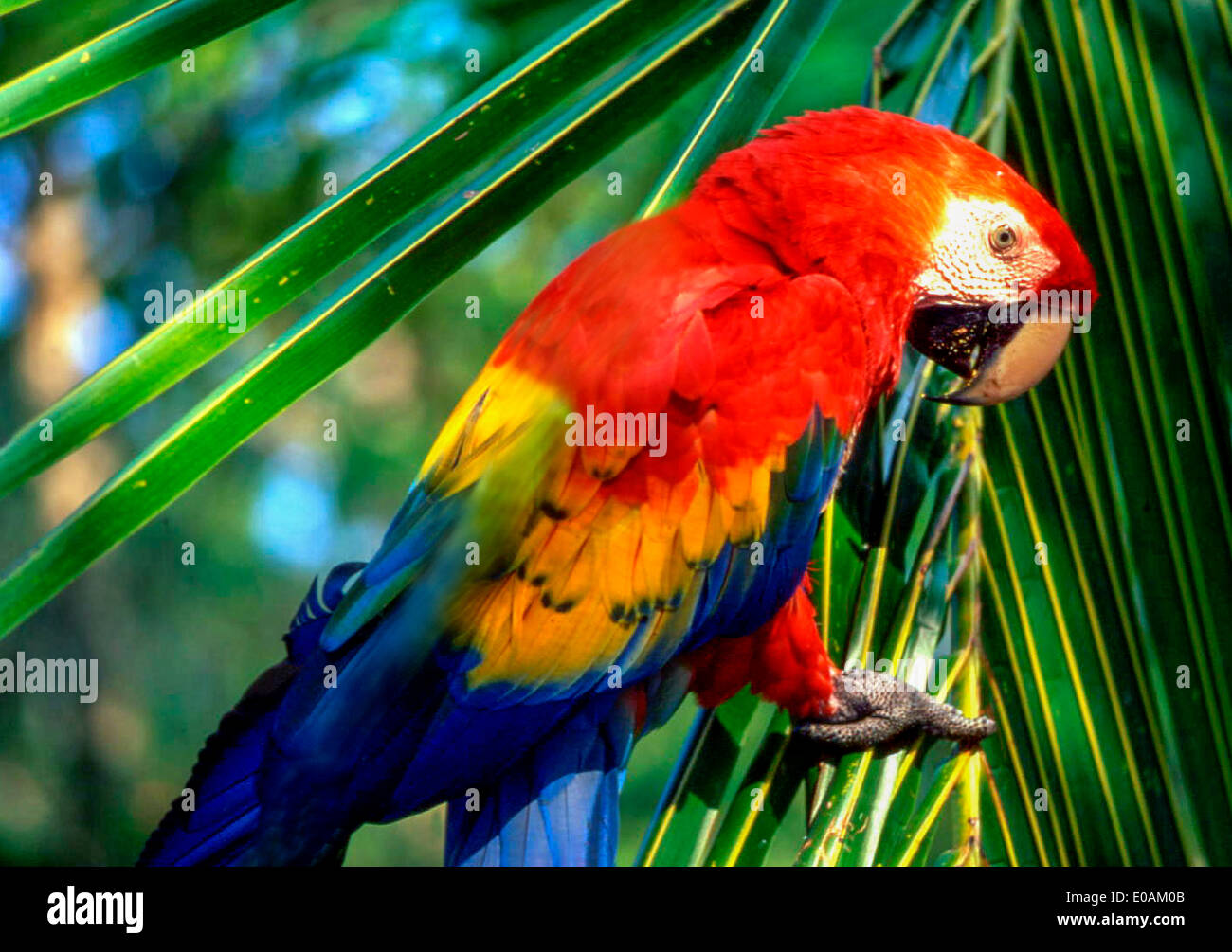 Costa Rica, Ara | Scarlet Macaw Ara macao Costa Rica Foto Stock