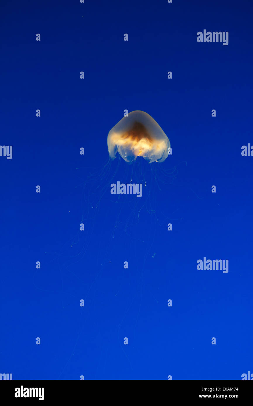 Meduse, Monterey Bay Aquarium, CALIFORNIA, STATI UNITI D'AMERICA Foto Stock
