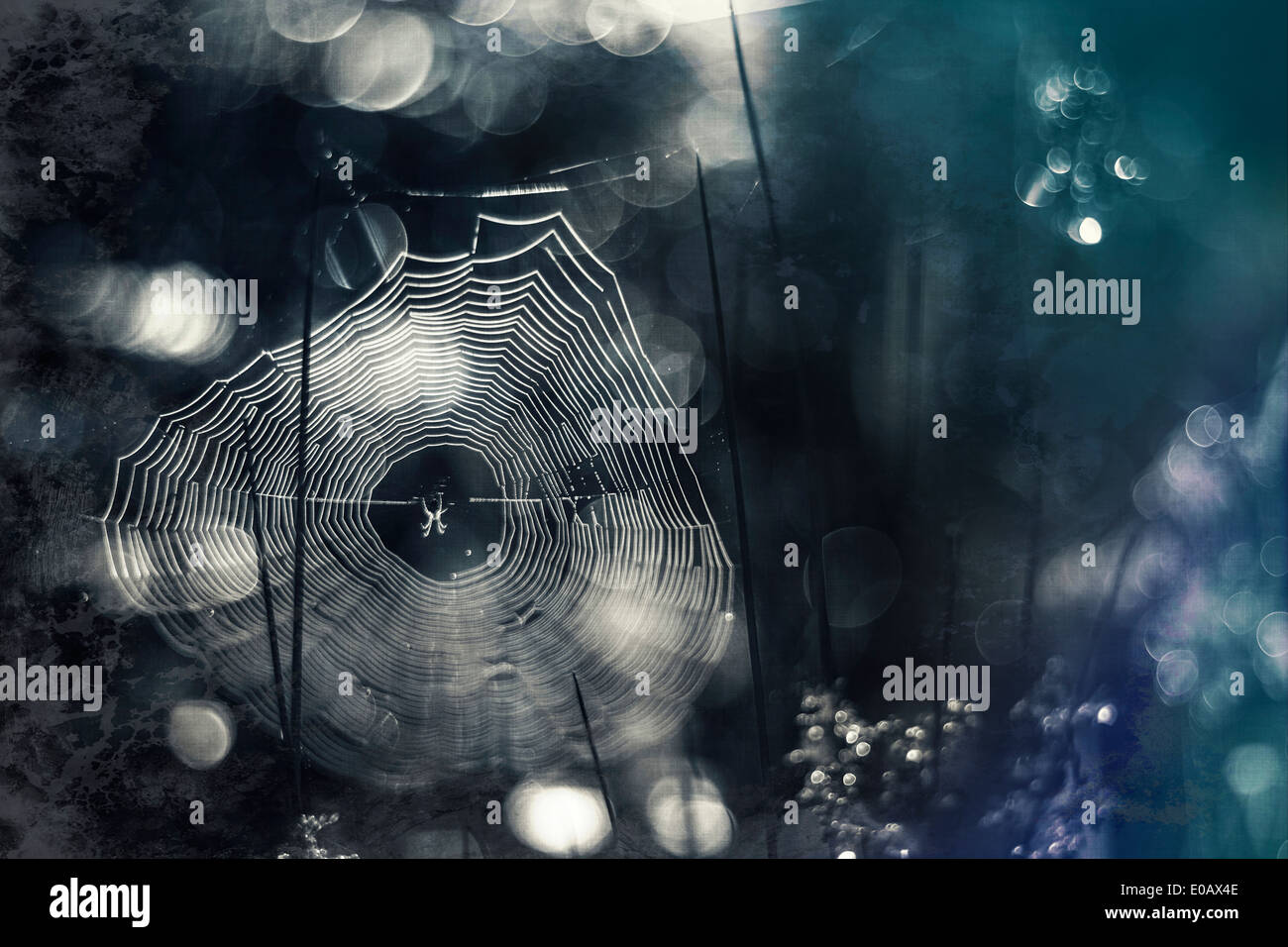 In Germania, in Baviera, vista di rugiada di mattina su spider web Foto Stock