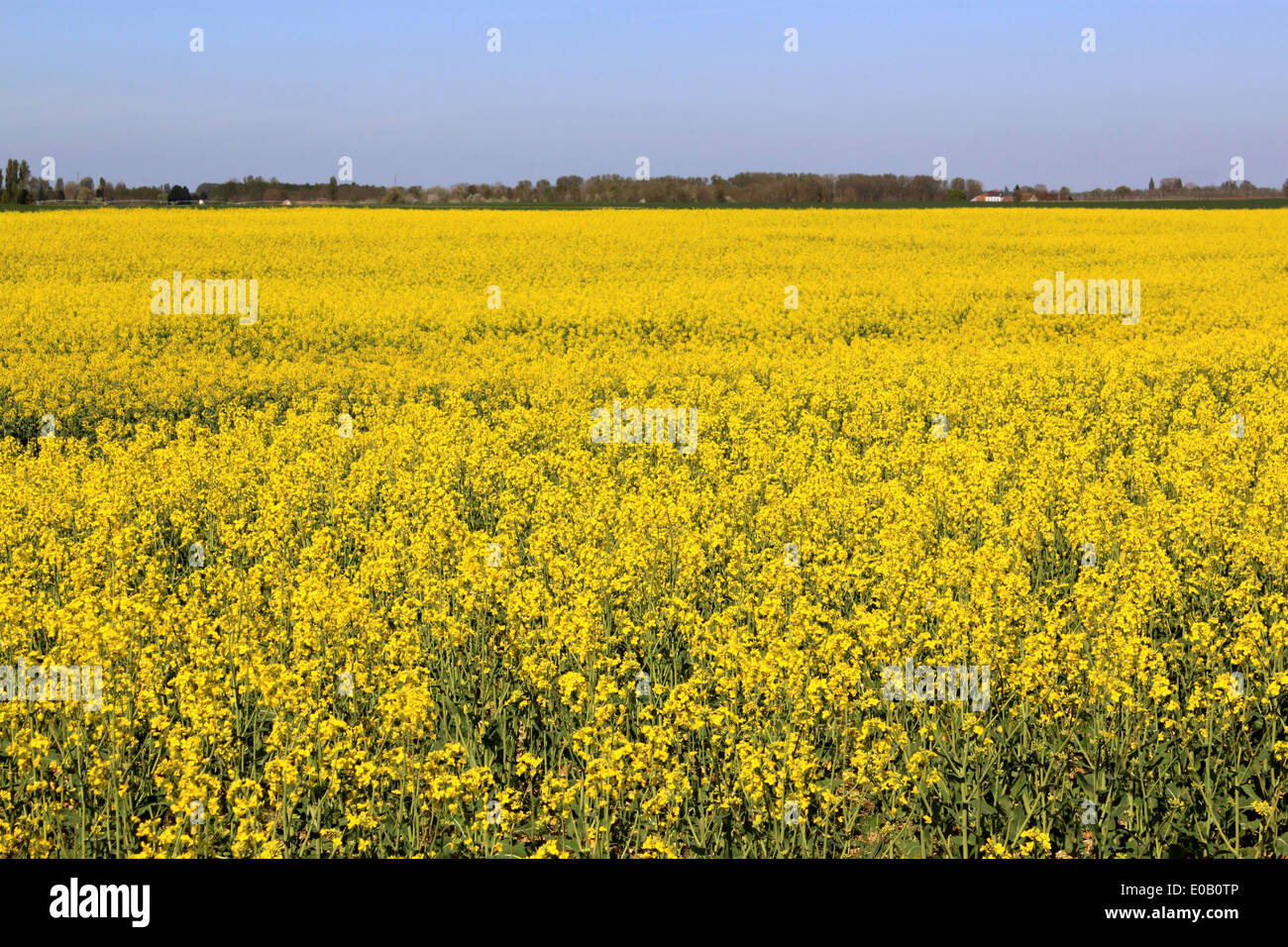 Un campo agricolo per la coltura di semi di colza con un orizzonte di cielo blu Foto Stock