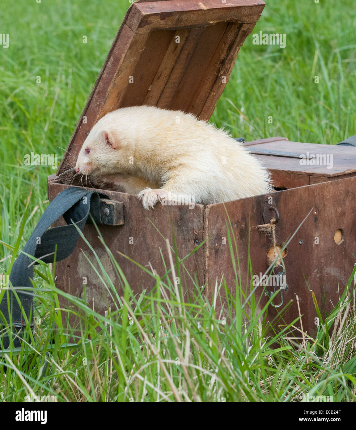 Un bianco albino ferret in una scatola di trasporto utilizzati per il loro trasporto su erba lunga Foto Stock