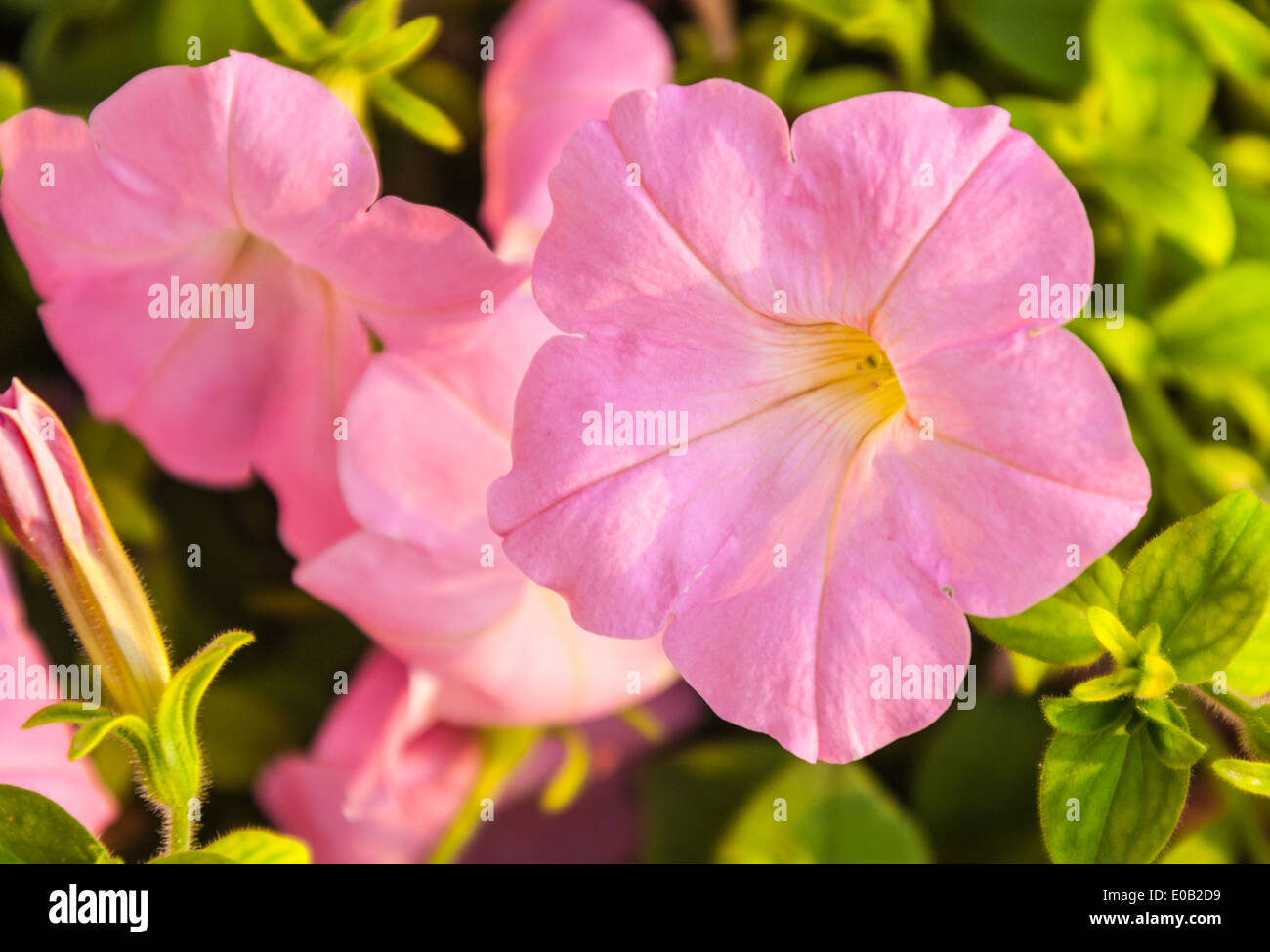 Immagine ravvicinata di alcuni splendidi fiori di petunia su un marrone muro di mattoni Foto Stock