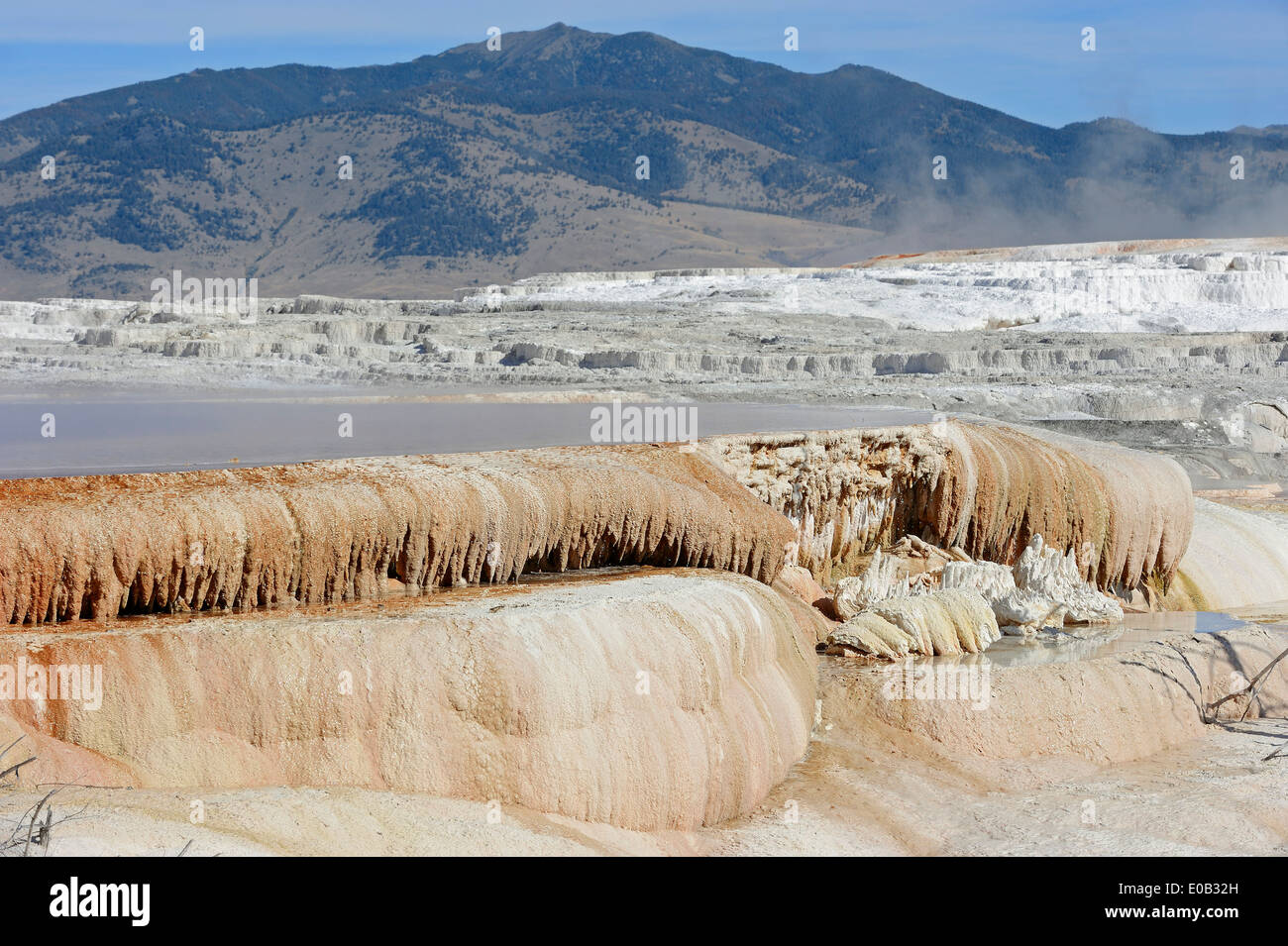 Molla delle Canarie, terrazza principale, Mammoth Hot Springs, il Parco nazionale di Yellowstone, Wyoming USA Foto Stock