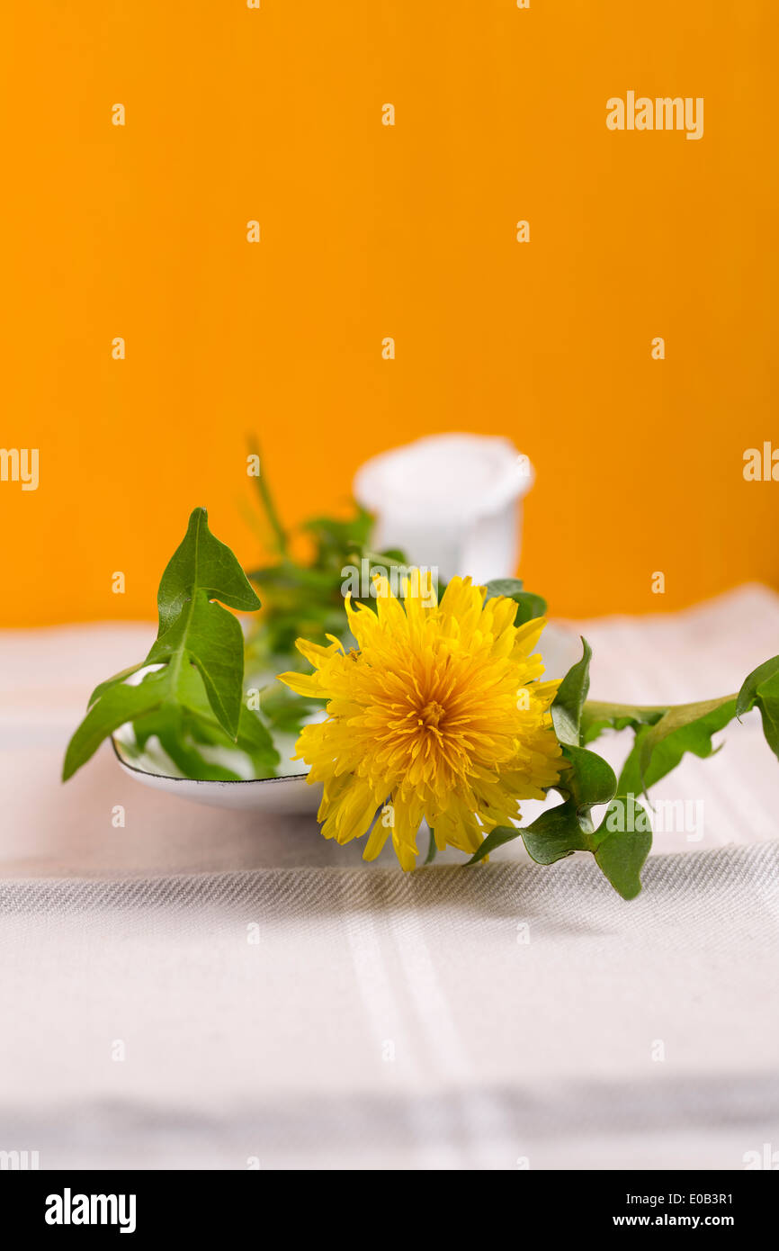 Comune di tarassaco (Taraxacum sez. Ruderalia) il cucchiaio nella parte anteriore di sfondo arancione Foto Stock