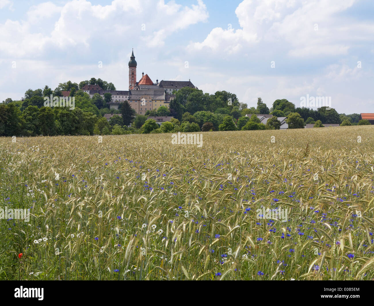In Germania, in Baviera, Baviera, campo di grano con cornflowers, Abbazia di Andechs Foto Stock