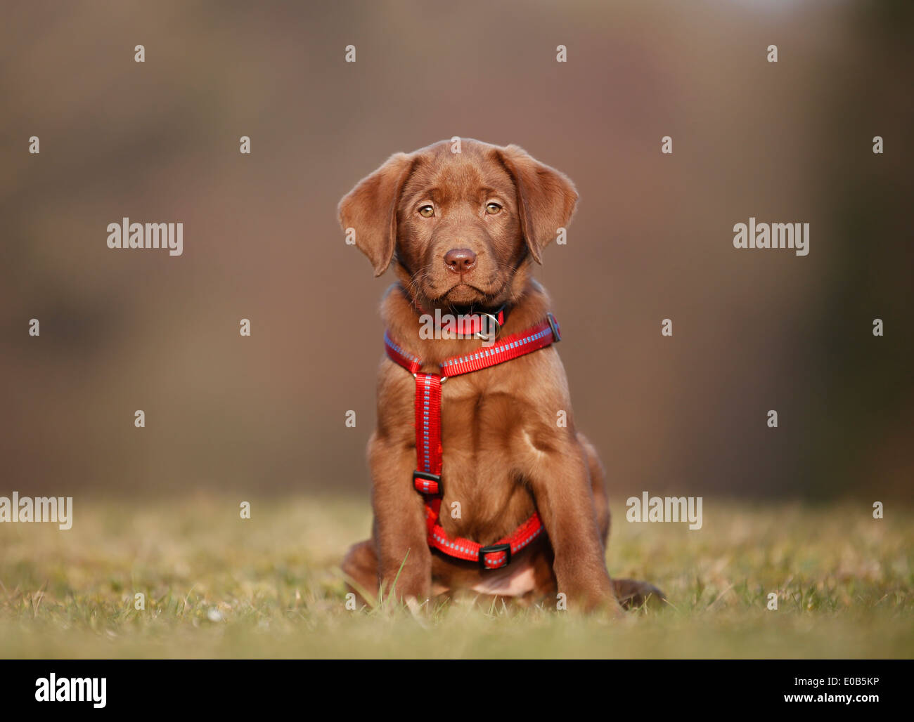 Ritratto di labrador cucciolo di cane rosso cablaggio seduta su un prato Foto Stock