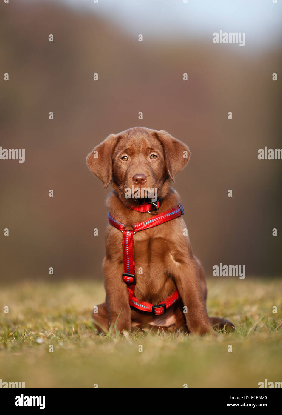 Ritratto di labrador cucciolo di cane rosso cablaggio seduta su un prato Foto Stock