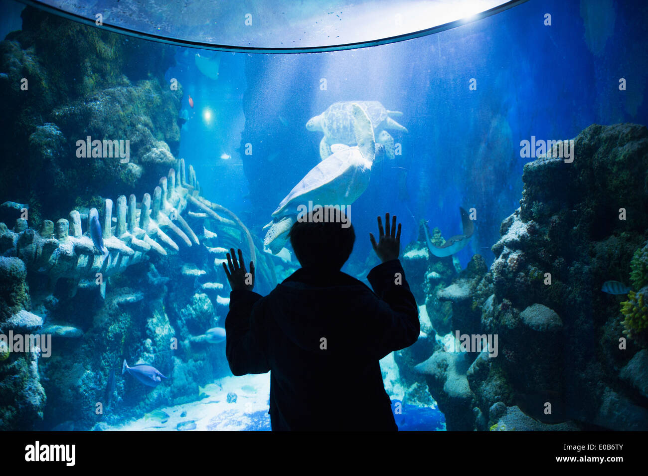 Ragazzo ammirando la vita di mare in acquario Foto Stock