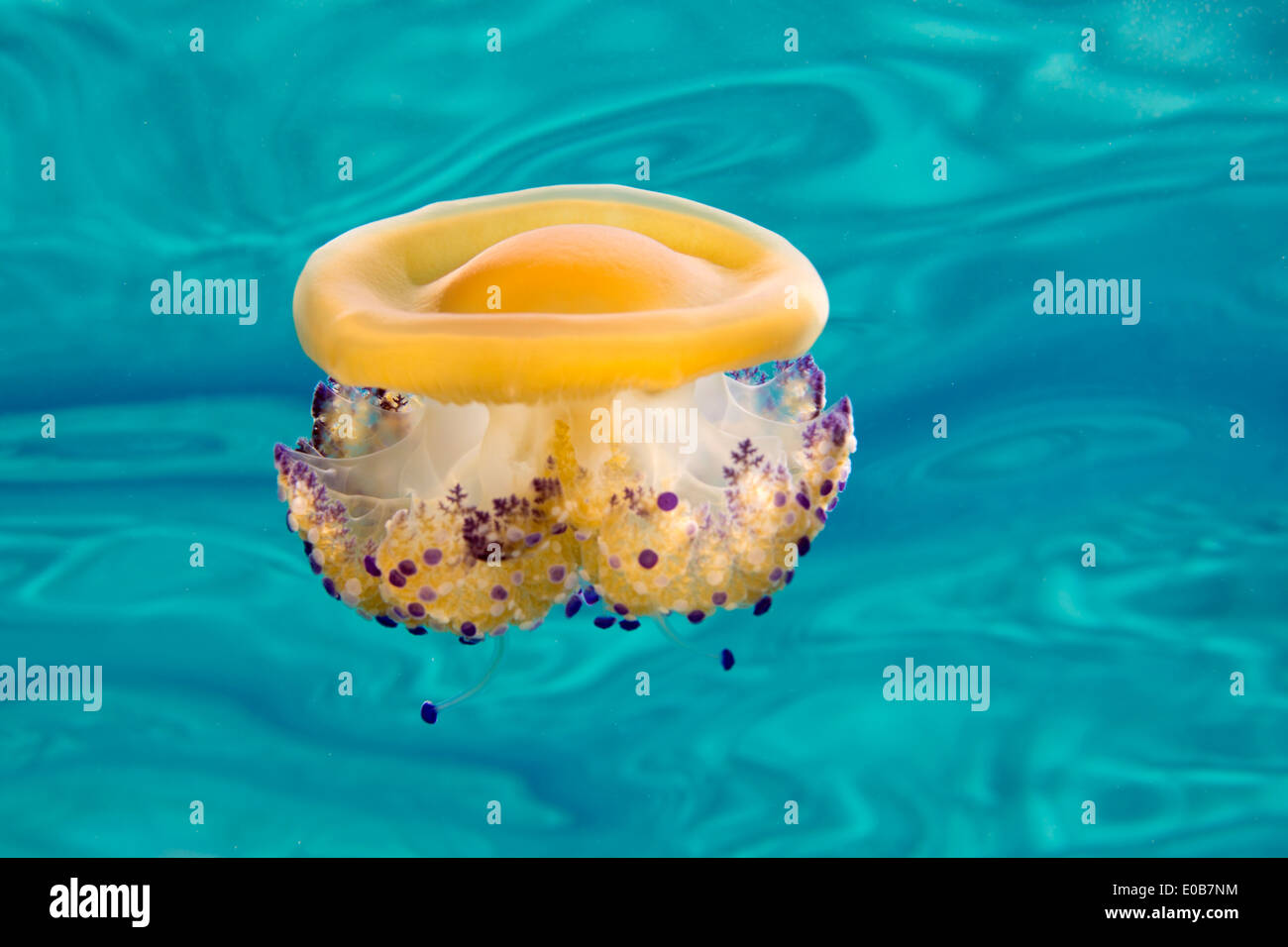 Spagna, Mallorca, Mediterraneo jelly, Cotylorhiza tuberculata Foto Stock