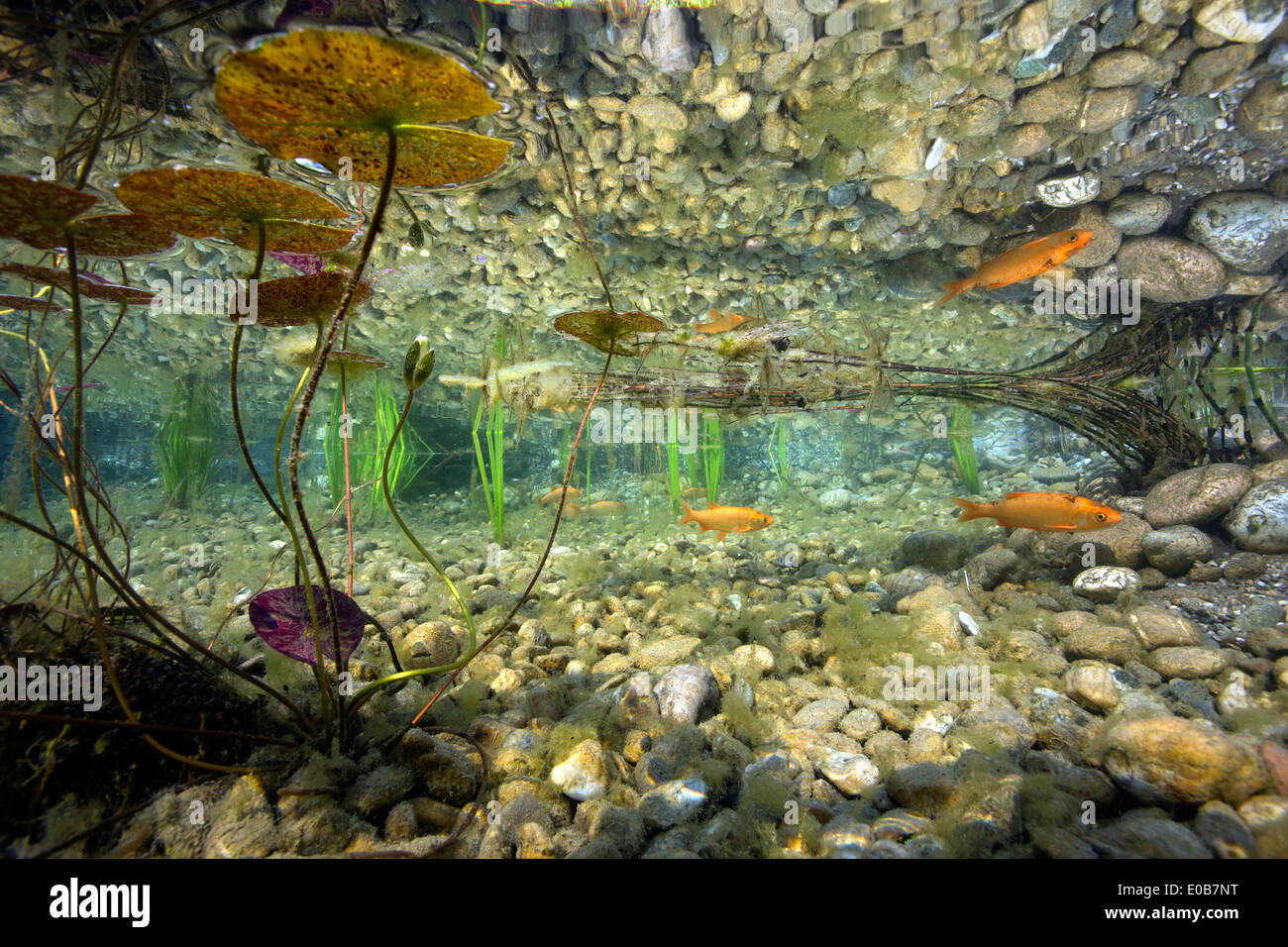 In Germania, in Baviera, Goldfish nel laghetto in giardino Foto Stock