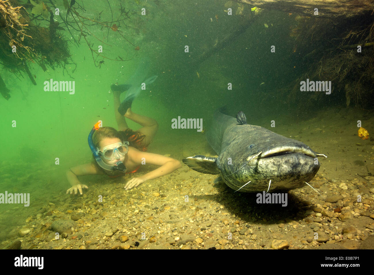 In Germania, in Baviera, ragazza immersioni con wels catfish, Silurus glande, nel fiume Alz Foto Stock