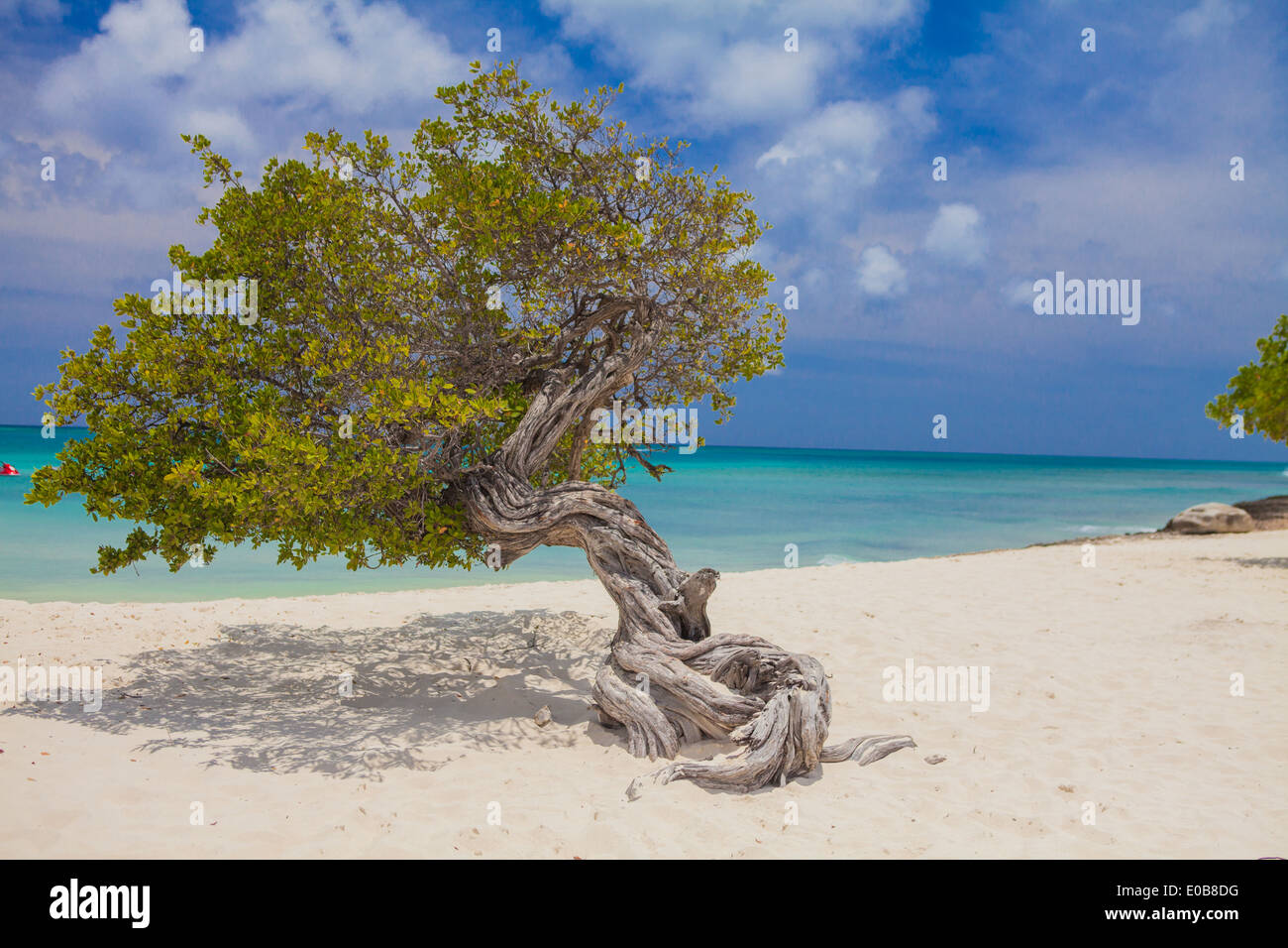 Crooked tree sul Palm Beach, Aruba, Piccole Antille, dei Caraibi Foto Stock