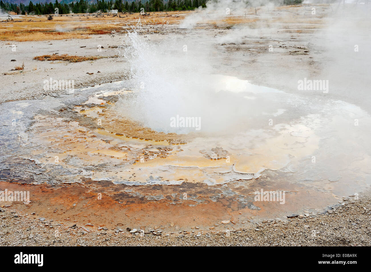 Molla di senape, Biscuit Basin, il Parco nazionale di Yellowstone, STATI UNITI D'AMERICA Foto Stock
