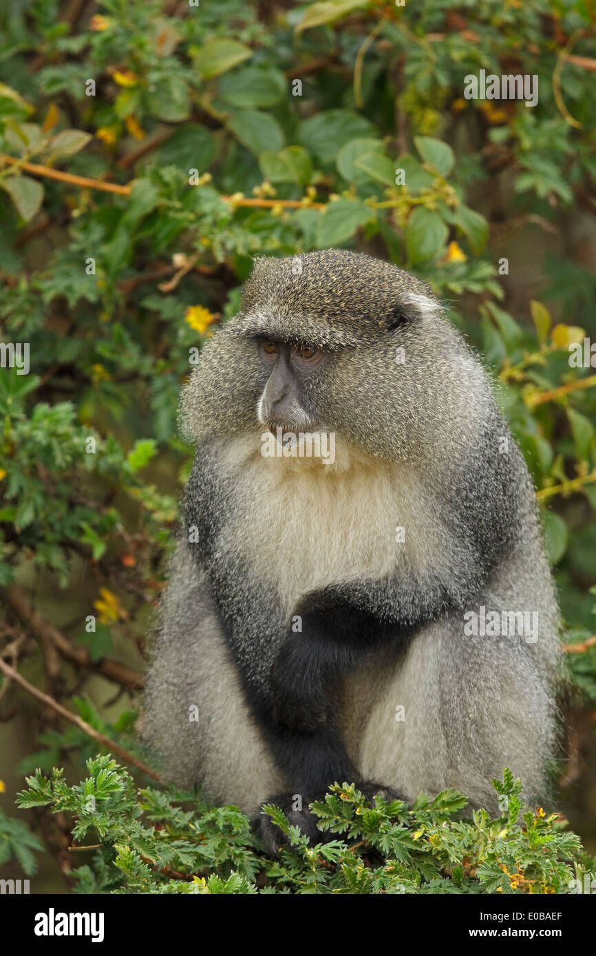 Scimmia di Samango (Cercopithecus mitis erythrachus) in un albero che mangia frutta, Monte Sheba, Mpumalanga, Foto Stock