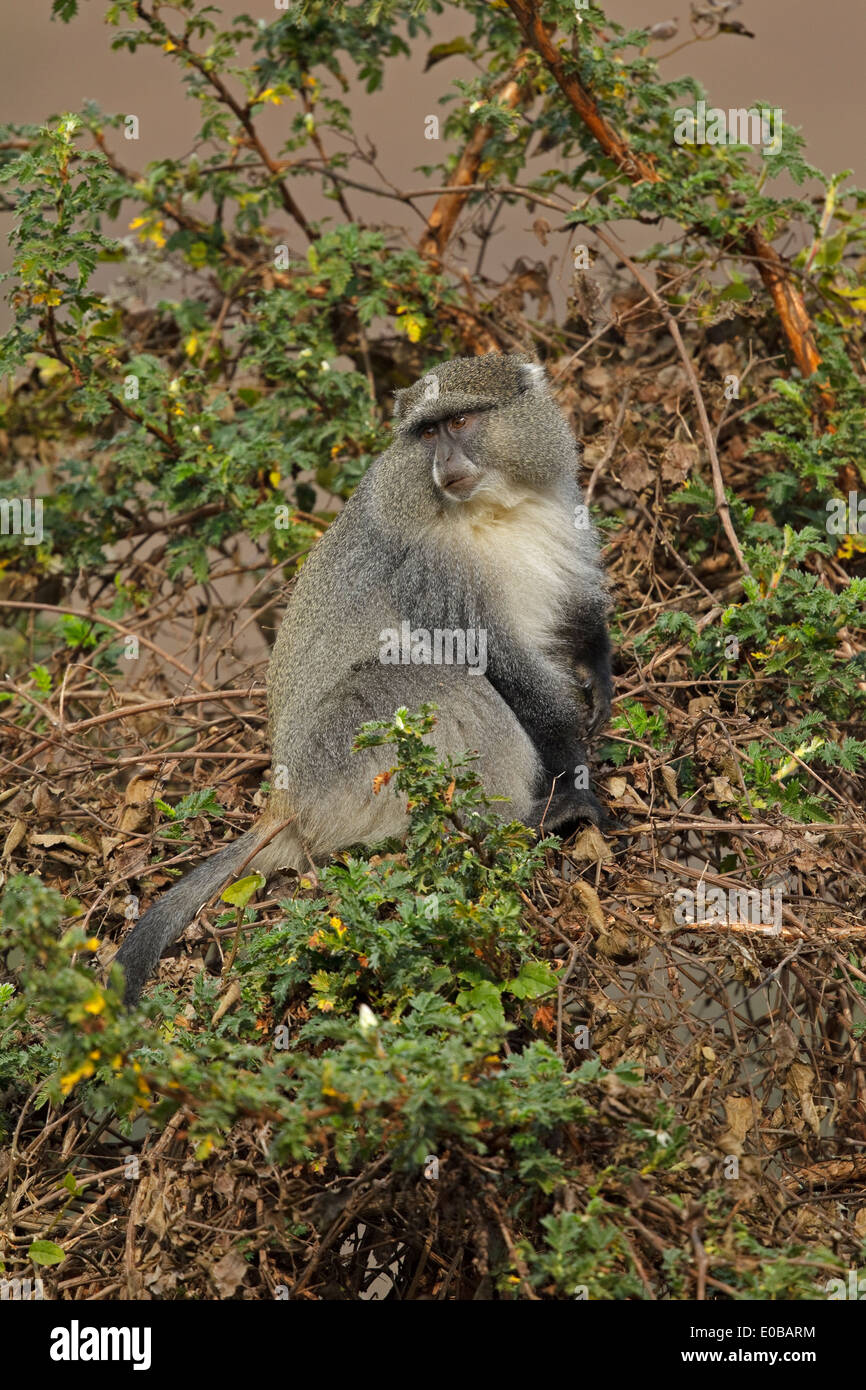 Scimmia di Samango (Cercopithecus mitis erythrachus) in un albero che mangia frutta, Monte Sheba, Mpumalanga, Foto Stock