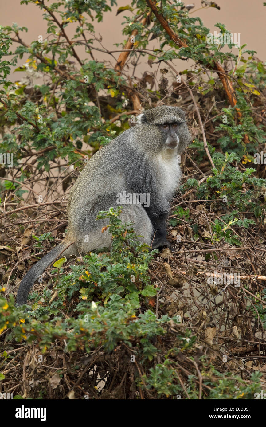 Scimmia di Samango (Cercopithecus mitis erythrachus) in un albero che mangia frutta, Monte Sheba, Mpumalanga, Foto Stock