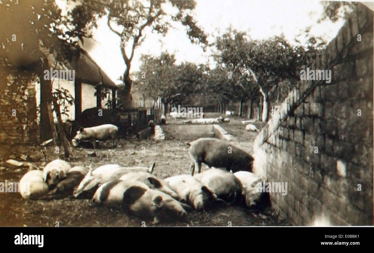 Questa immagine, scattata da Edwin Newman, cattura gli aerei di stanza alla fattoria di Aylesford durante le operazioni della RAF in Medio Oriente. Sottolinea il ruolo dell'aviazione nella guerra nel deserto. Foto Stock
