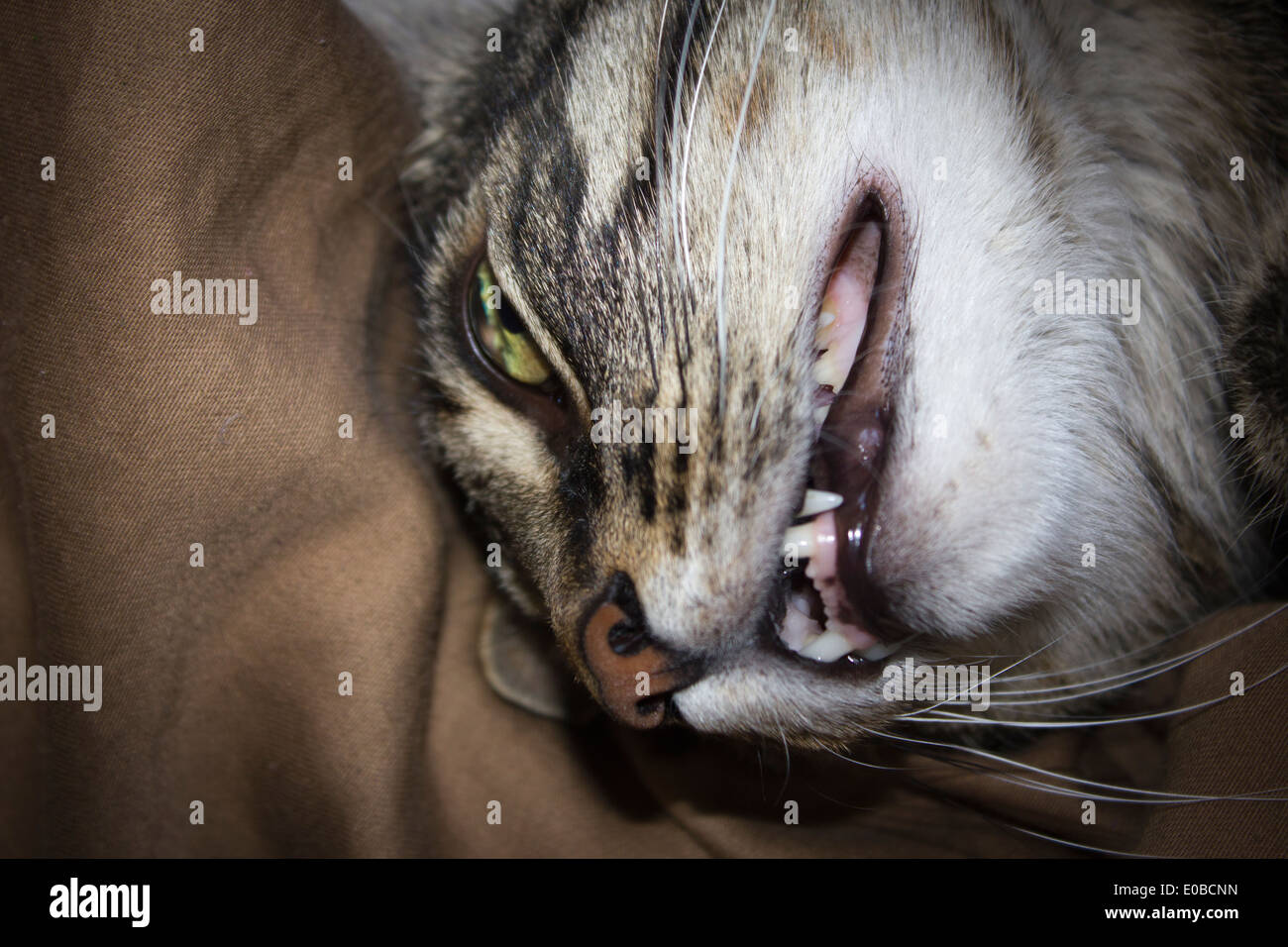 Cat Face Closeup con denti che mostra Foto Stock
